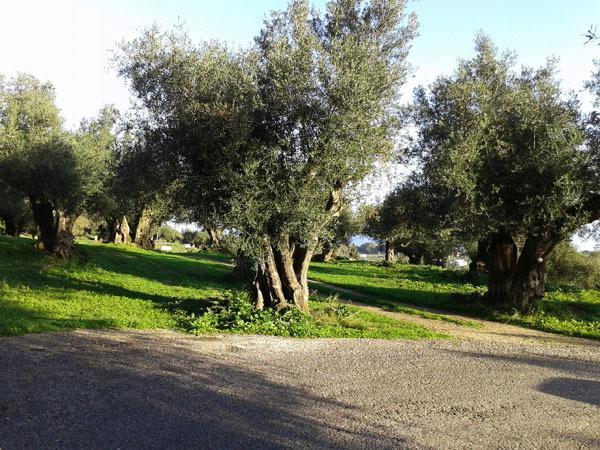 Athena Studios Vasilikí الغرفة الصورة